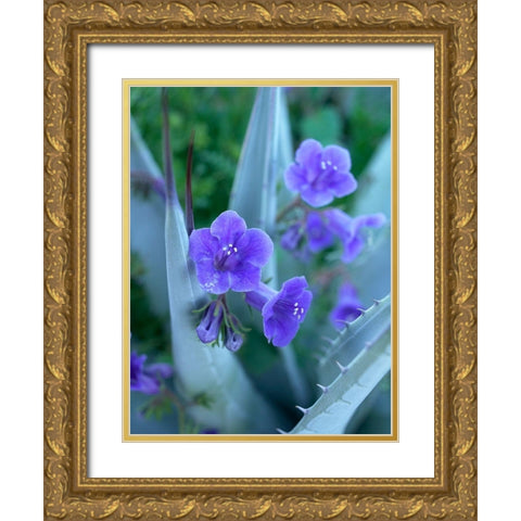 Blue Phacelia and Agave I Gold Ornate Wood Framed Art Print with Double Matting by Fitzharris, Tim