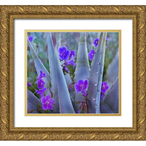 Blue Phacelia and Agave II Gold Ornate Wood Framed Art Print with Double Matting by Fitzharris, Tim