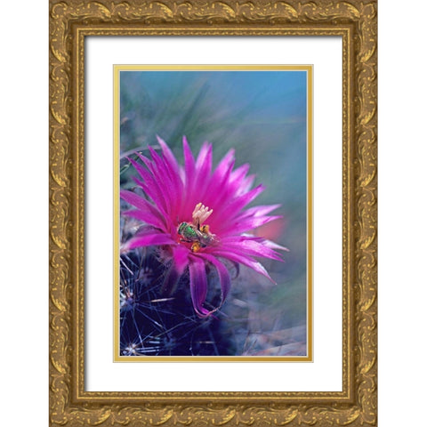 Bee in Hedgehog Cactus Gold Ornate Wood Framed Art Print with Double Matting by Fitzharris, Tim