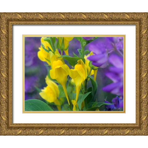 Butter and eggs with Lupines Gold Ornate Wood Framed Art Print with Double Matting by Fitzharris, Tim