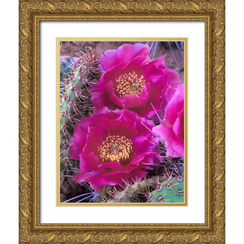 Grizzly Bear Cactus in Bloom Gold Ornate Wood Framed Art Print with Double Matting by Fitzharris, Tim
