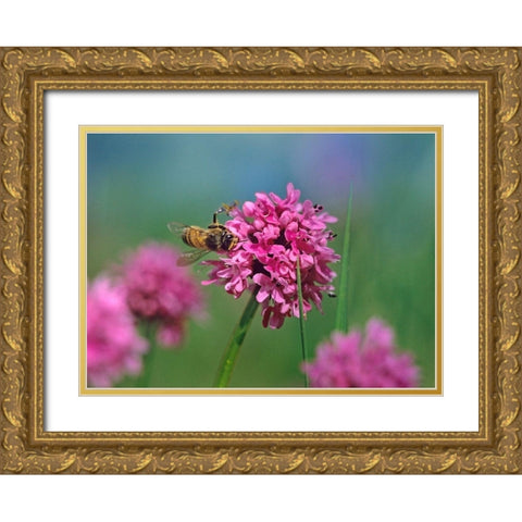 Bee on Sea Blush Gold Ornate Wood Framed Art Print with Double Matting by Fitzharris, Tim