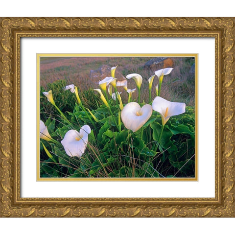 Calla Lilies Gold Ornate Wood Framed Art Print with Double Matting by Fitzharris, Tim