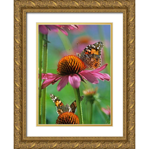 Painted Lady Butterfly Gold Ornate Wood Framed Art Print with Double Matting by Fitzharris, Tim