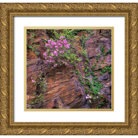 Rhododendron in bloom Gold Ornate Wood Framed Art Print with Double Matting by Fitzharris, Tim