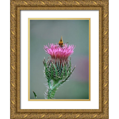 Least Skipper Butterfly on Bull Thistle Gold Ornate Wood Framed Art Print with Double Matting by Fitzharris, Tim