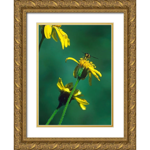 Bee on Golden Eyes Bloom Gold Ornate Wood Framed Art Print with Double Matting by Fitzharris, Tim