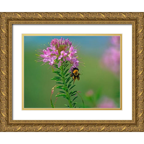 Bumble Bee Hangong on Rock Mountain Beeplant Gold Ornate Wood Framed Art Print with Double Matting by Fitzharris, Tim