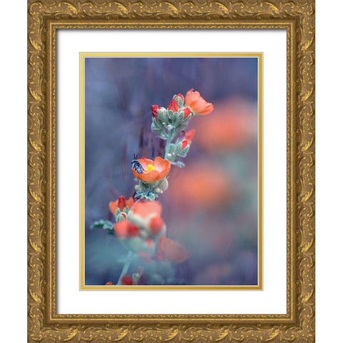 Desert Globemallow I Gold Ornate Wood Framed Art Print with Double Matting by Fitzharris, Tim