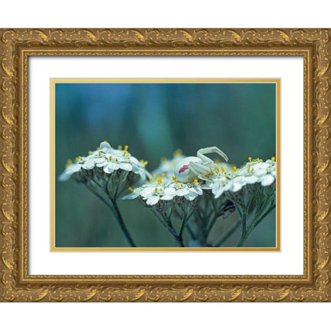 Red Spotted Crab Spider on Queen Annes Lace Gold Ornate Wood Framed Art Print with Double Matting by Fitzharris, Tim