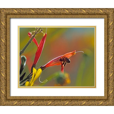 Honey Bee in Chuparosa Gold Ornate Wood Framed Art Print with Double Matting by Fitzharris, Tim