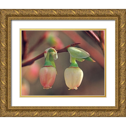 Blueberry Blossoms Gold Ornate Wood Framed Art Print with Double Matting by Fitzharris, Tim