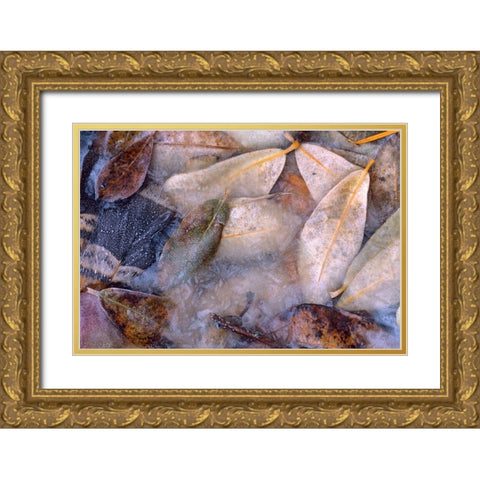 Frozen Willow Leaves and Grouse Feather Gold Ornate Wood Framed Art Print with Double Matting by Fitzharris, Tim