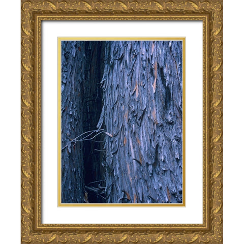 Yellow Cedar Trunks Gold Ornate Wood Framed Art Print with Double Matting by Fitzharris, Tim