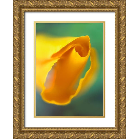 California Poppy Gold Ornate Wood Framed Art Print with Double Matting by Fitzharris, Tim