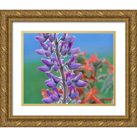 Lupine with Scarlet Gilia Gold Ornate Wood Framed Art Print with Double Matting by Fitzharris, Tim