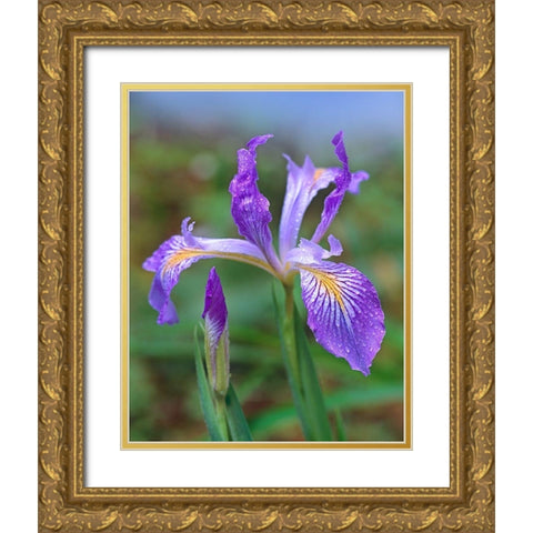 Douglas Iris Gold Ornate Wood Framed Art Print with Double Matting by Fitzharris, Tim