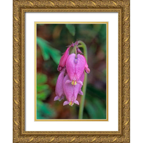 Bleeding Hearts Gold Ornate Wood Framed Art Print with Double Matting by Fitzharris, Tim