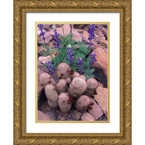 Brown Flowered Cactus and Lupines Gold Ornate Wood Framed Art Print with Double Matting by Fitzharris, Tim