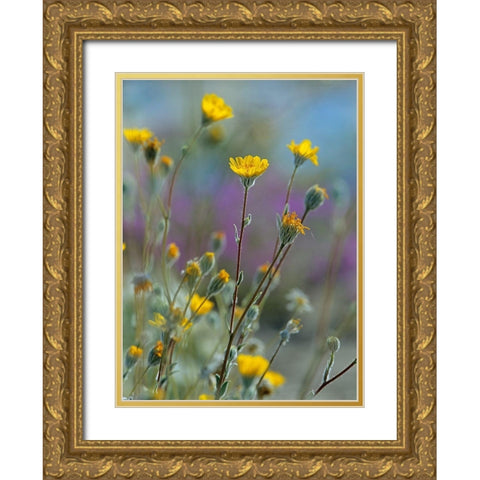 Desert Sunflowers Gold Ornate Wood Framed Art Print with Double Matting by Fitzharris, Tim