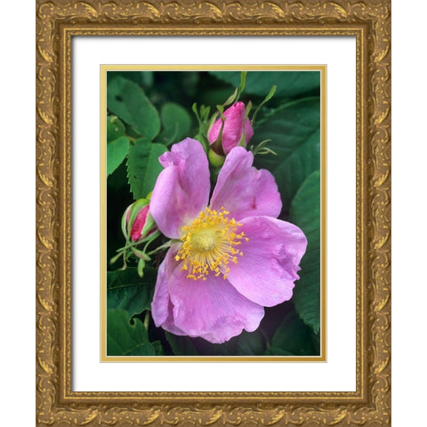 Wild Rose Gold Ornate Wood Framed Art Print with Double Matting by Fitzharris, Tim