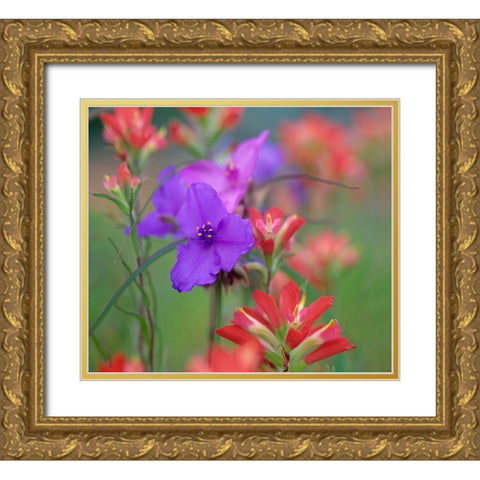 Prarie Spiderwort and Indian paintbrushes Gold Ornate Wood Framed Art Print with Double Matting by Fitzharris, Tim