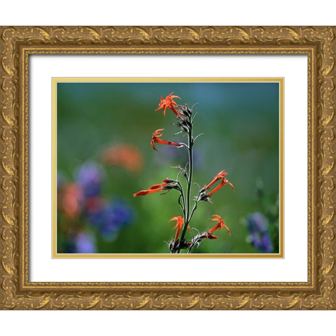 Scarlet Trumpets Gold Ornate Wood Framed Art Print with Double Matting by Fitzharris, Tim