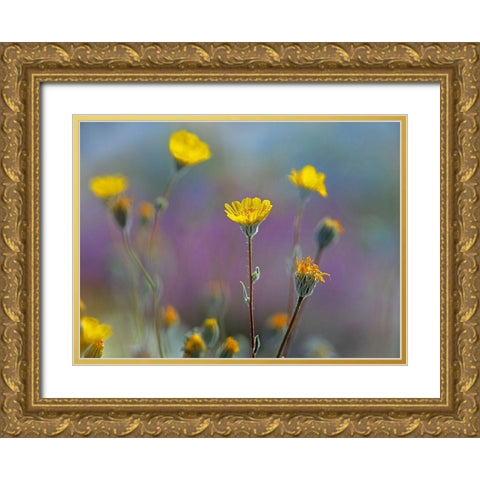 Desert Sunflowers Gold Ornate Wood Framed Art Print with Double Matting by Fitzharris, Tim