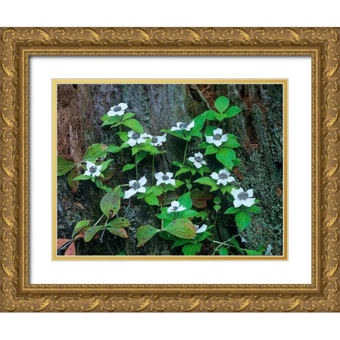 Bunchberry Blooms Gold Ornate Wood Framed Art Print with Double Matting by Fitzharris, Tim