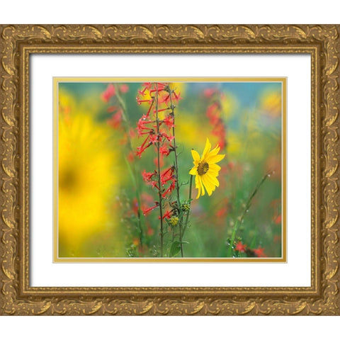 Sunflower and Scarlet Gilia Gold Ornate Wood Framed Art Print with Double Matting by Fitzharris, Tim