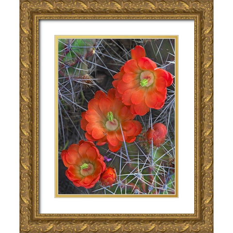 Claret Cup Cactus Gold Ornate Wood Framed Art Print with Double Matting by Fitzharris, Tim