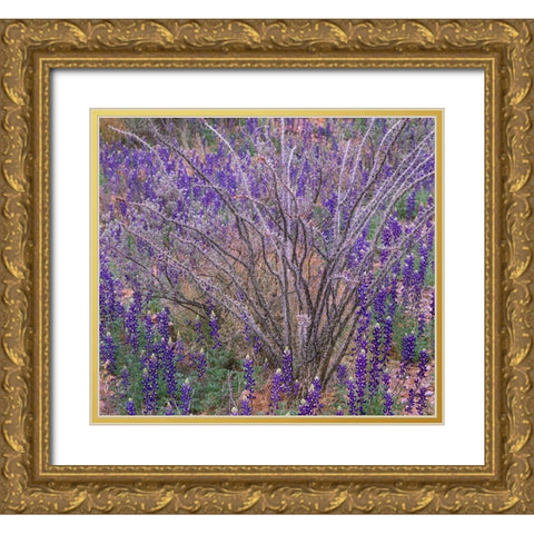 Bluebonnets and Ocotillo Gold Ornate Wood Framed Art Print with Double Matting by Fitzharris, Tim