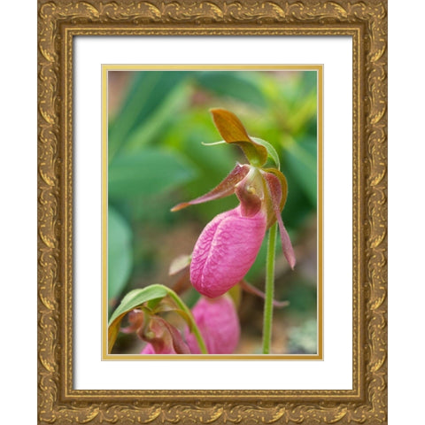 Pink Ladys Slipper Orchid Gold Ornate Wood Framed Art Print with Double Matting by Fitzharris, Tim