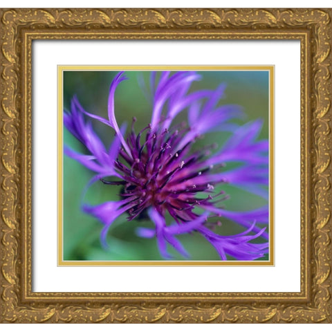 Mountain Bluet Gold Ornate Wood Framed Art Print with Double Matting by Fitzharris, Tim