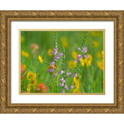 Hairy Beardtoungue Penstemon Gold Ornate Wood Framed Art Print with Double Matting by Fitzharris, Tim