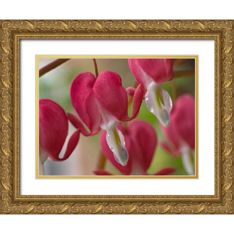Bleeding Hearts I Gold Ornate Wood Framed Art Print with Double Matting by Fitzharris, Tim