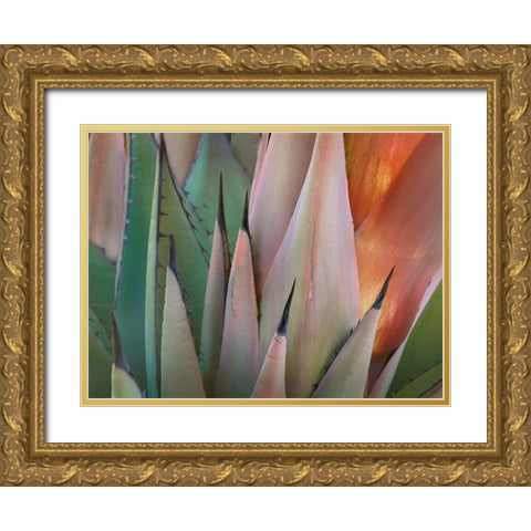 Havard Agave Gold Ornate Wood Framed Art Print with Double Matting by Fitzharris, Tim