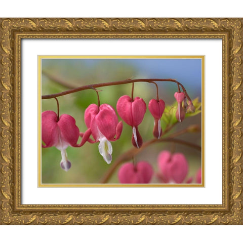 Bleeding Hearts IV Gold Ornate Wood Framed Art Print with Double Matting by Fitzharris, Tim