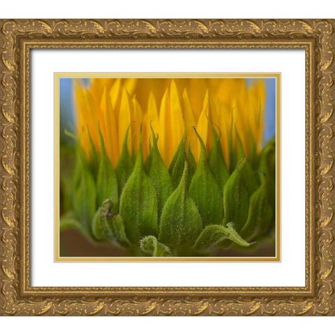 Sunflowers I Gold Ornate Wood Framed Art Print with Double Matting by Fitzharris, Tim
