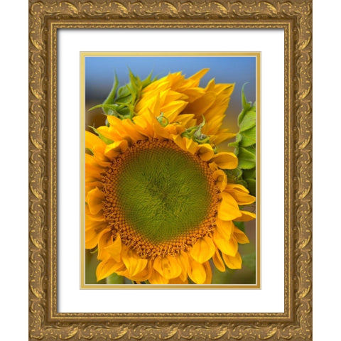 Sunflowers II Gold Ornate Wood Framed Art Print with Double Matting by Fitzharris, Tim