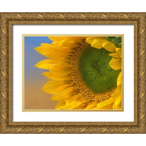 Sunflowers III Gold Ornate Wood Framed Art Print with Double Matting by Fitzharris, Tim