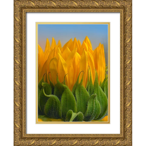 Sunflowers V Gold Ornate Wood Framed Art Print with Double Matting by Fitzharris, Tim