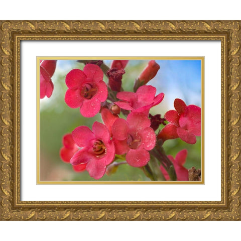 Wrights Penstemon Gold Ornate Wood Framed Art Print with Double Matting by Fitzharris, Tim