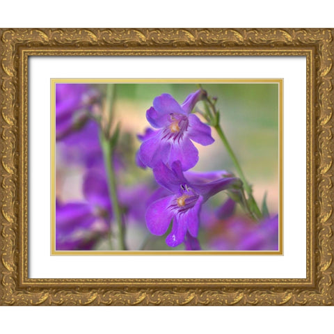 Sidebells Penstemon I Gold Ornate Wood Framed Art Print with Double Matting by Fitzharris, Tim