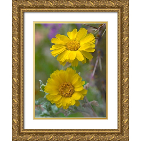 Desert Marigolds II Gold Ornate Wood Framed Art Print with Double Matting by Fitzharris, Tim