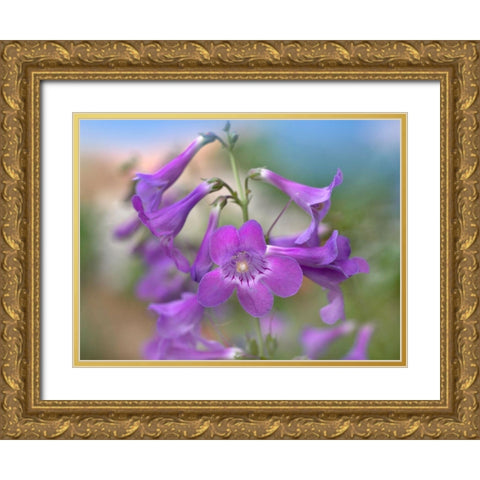 Sidebells Penstemon II Gold Ornate Wood Framed Art Print with Double Matting by Fitzharris, Tim