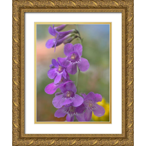 Sidebells Penstemon III Gold Ornate Wood Framed Art Print with Double Matting by Fitzharris, Tim