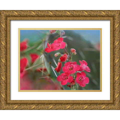 Wrights Penstemon II Gold Ornate Wood Framed Art Print with Double Matting by Fitzharris, Tim