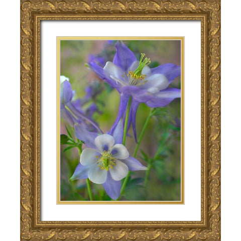 Rocky Mountain Columbine I Gold Ornate Wood Framed Art Print with Double Matting by Fitzharris, Tim
