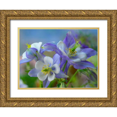 Rocky Mountain Columbine II Gold Ornate Wood Framed Art Print with Double Matting by Fitzharris, Tim